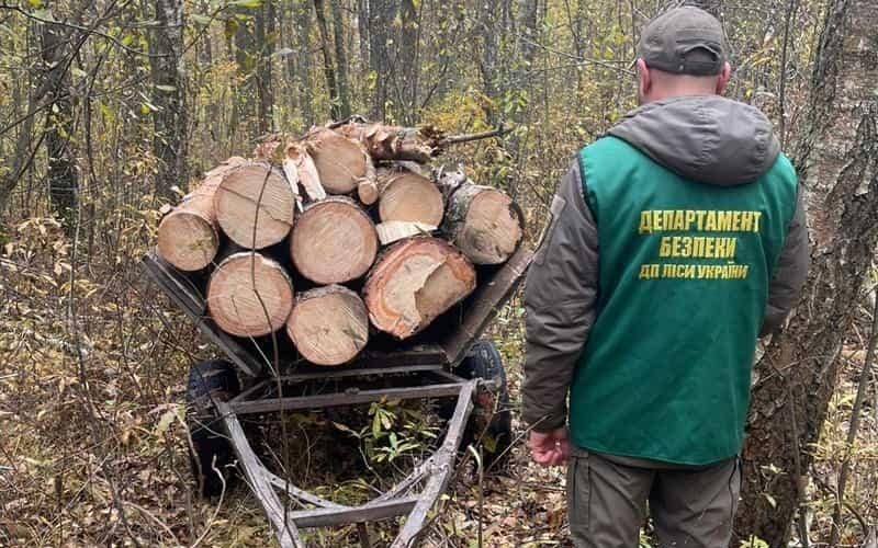 У лісництві на Олевщині виявили незаконну вирубку дерев