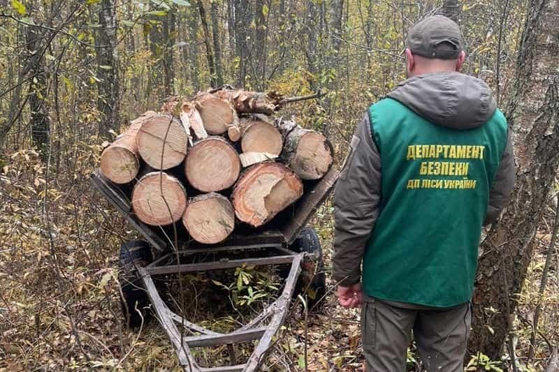 У лісництві на Олевщині виявили незаконну вирубку дерев