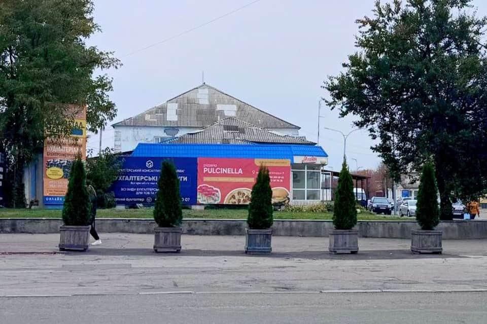 На майдані Соборному у Малині з’явилися туї