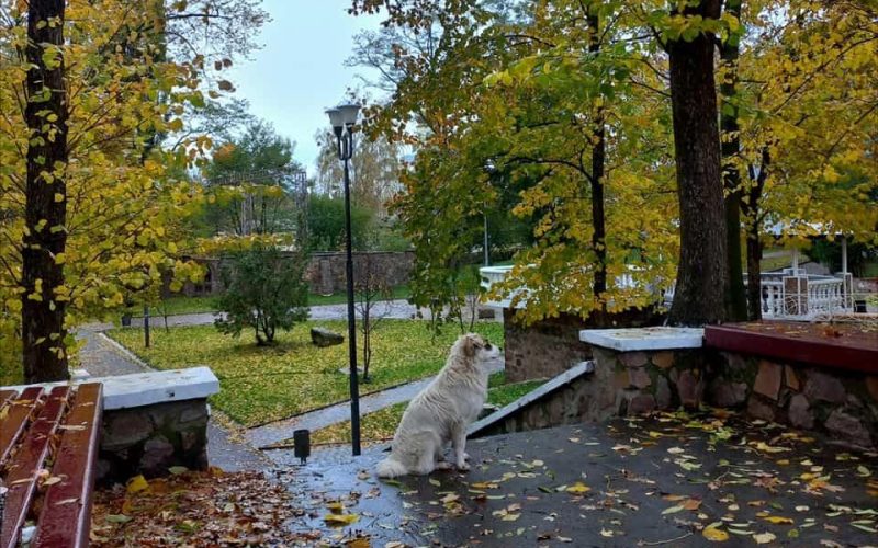 Невеликі дощі з початку тижня – погода в Коростені на кінець жовтня