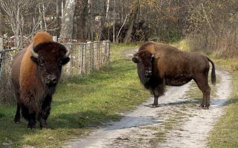 У селі Житомирської області блукали червонокнижні зубри: тварин перевели у вольєр