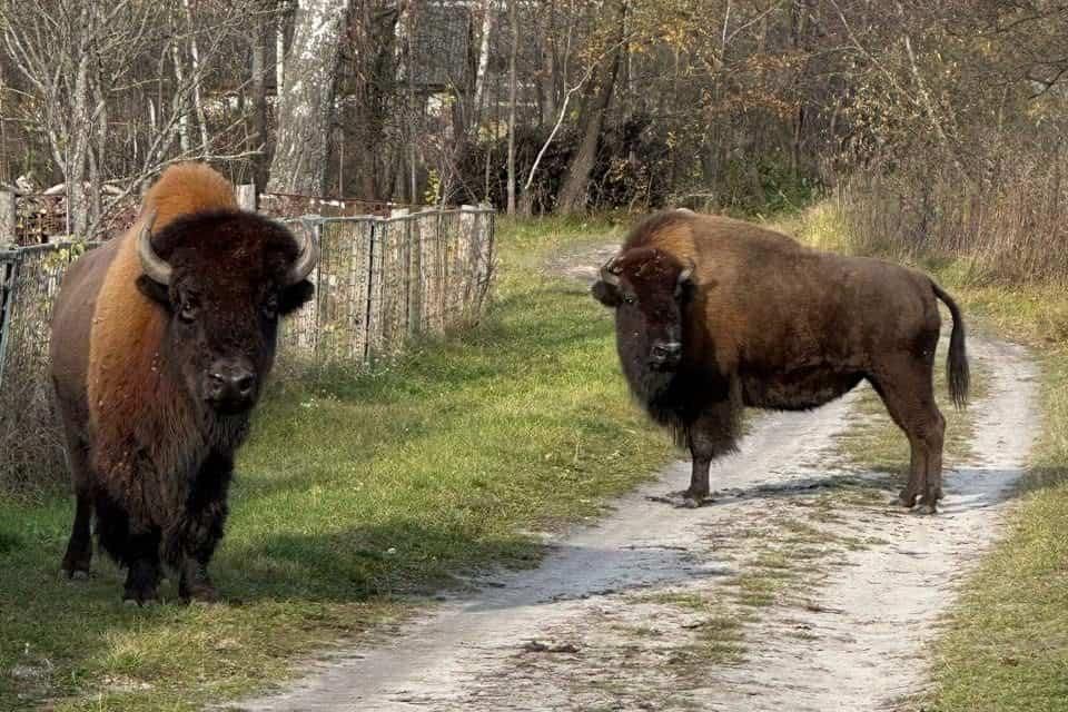 У селі Житомирської області блукали червонокнижні зубри: тварин перевели у вольєр