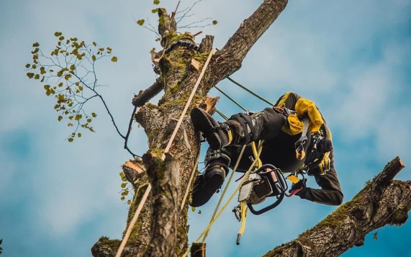 В одній з громад на Овруччині планують за понад 100 тис. грн видалення та кронування аварійних дерев