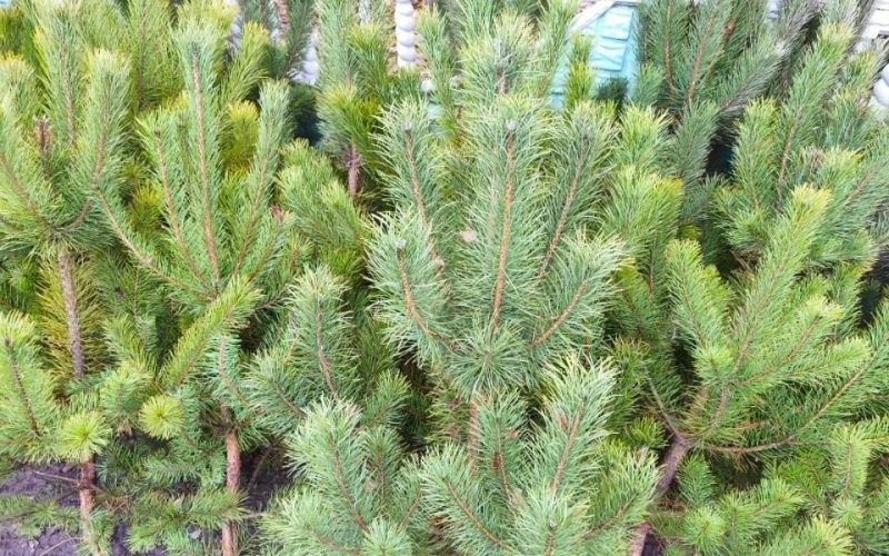 В Олевському лісгоспі розповіли про ціни на новорічні дерева