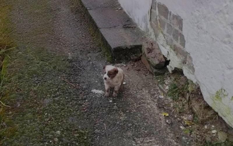 У селі Коростенського району рятувальники дістали собаку з чотириметрової вигрібної ями