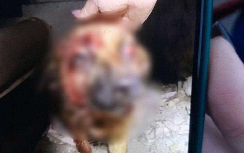Чоловік із металевою трубою напав на собаку в Житомирській області — поліція взялась за перевірку