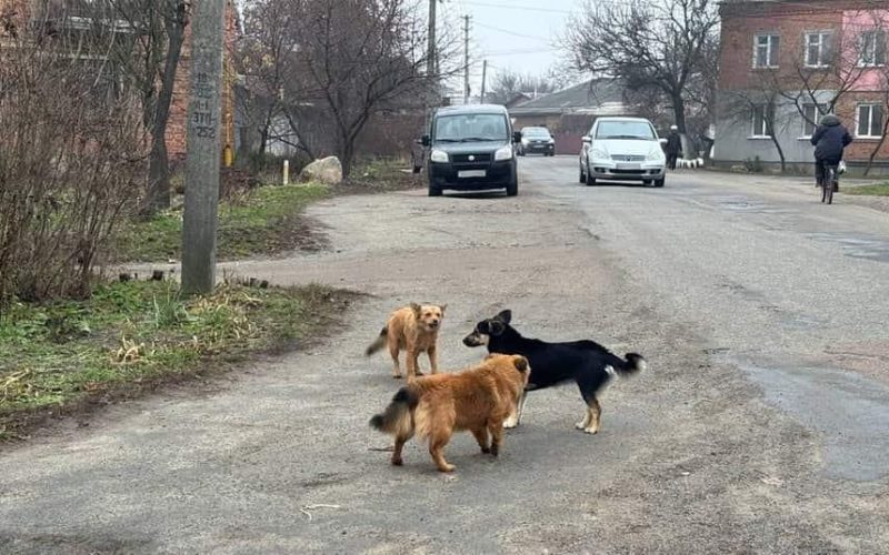У Малині безпритульний пес покусав перехожу: потерпіла проходить лікування