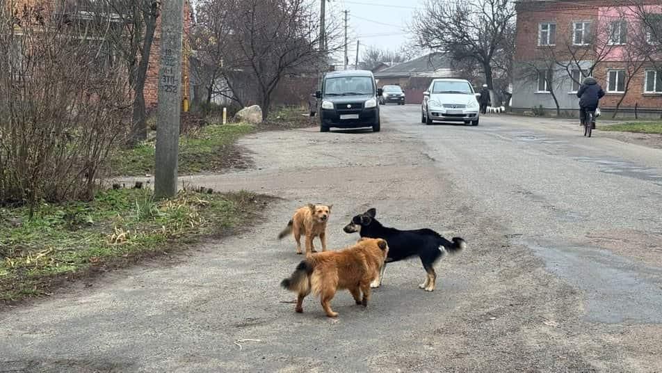 У Малині безпритульний пес покусав перехожу: потерпіла проходить лікування