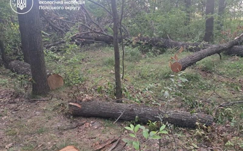 Малинську міськраду хочуть зобов’язати відшкодувати 3,3 млн грн збитків за незаконні порубки