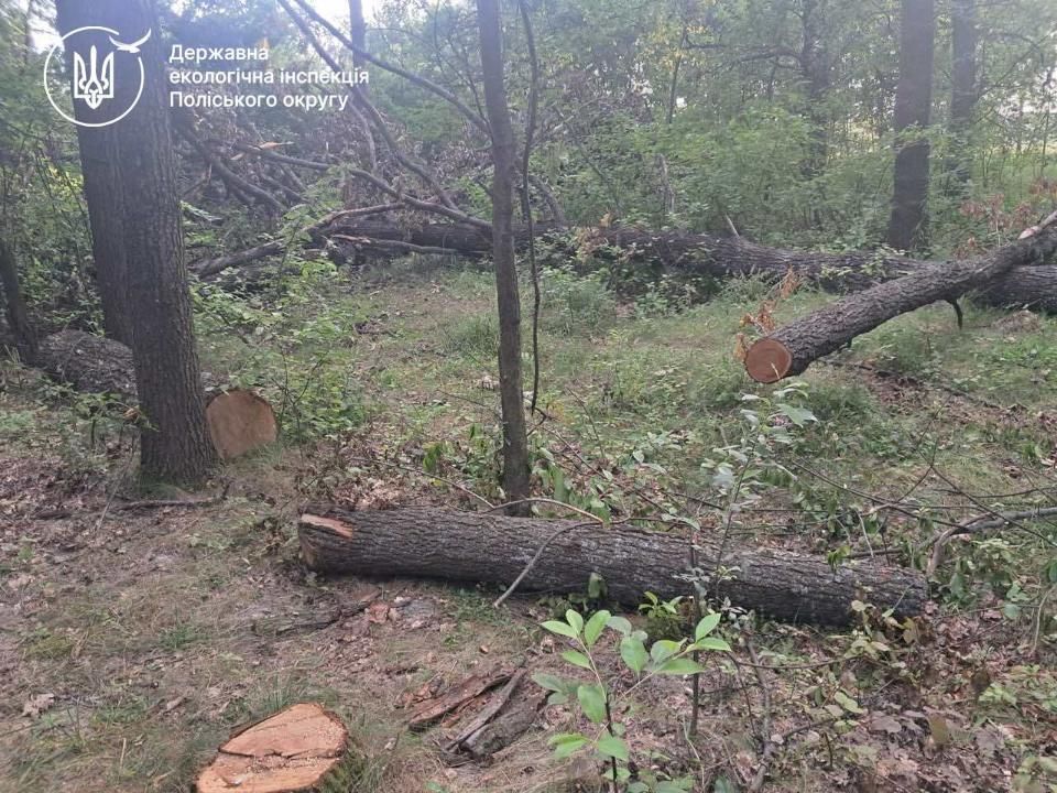 Малинську міськраду хочуть зобов’язати відшкодувати 3,3 млн грн збитків за незаконні порубки