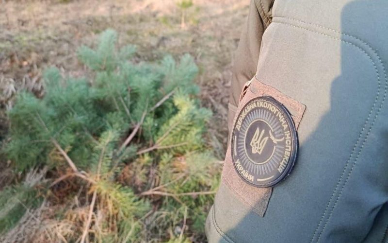 Понад 20 жителів Житомирщини оштрафували за самовільну вирубку ялинок