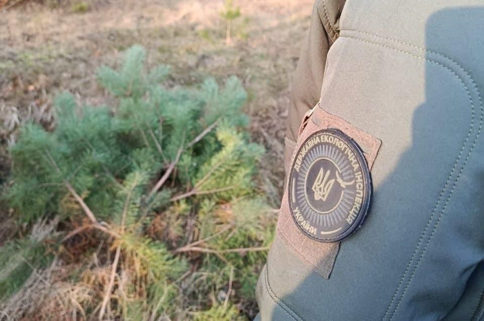 Понад 20 жителів Житомирщини оштрафували за самовільну вирубку ялинок