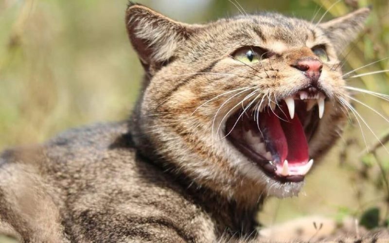 На Житомирщині за тиждень виявили п’ять випадків сказу у котів та собак