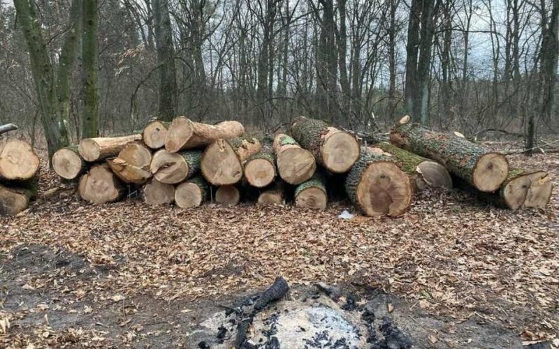 На Словечанському кряжі незаконно знищили 80-річні дуби: суд присудив майже 2 млн грн компенсації