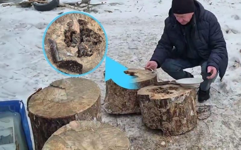 У дровах, що привезли для Олевського ліцею, знайшли покинуте гніздо диких бджіл із трьома кілограмами меду