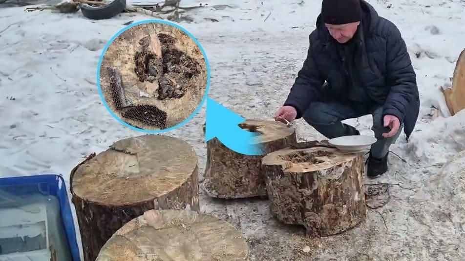 У дровах, що привезли для Олевського ліцею, знайшли покинуте гніздо диких бджіл із трьома кілограмами меду