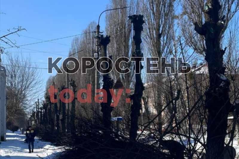Біля Коростенського ліцею комунальники “познущалися” над деревами
