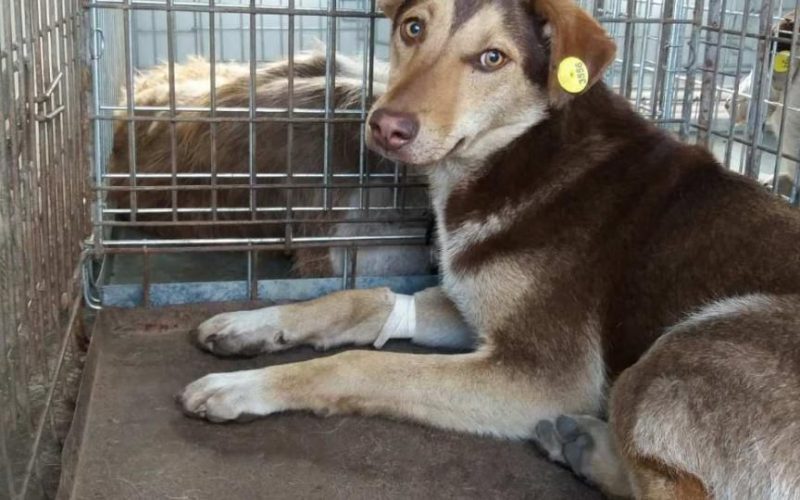 У Коростені розпочнуть безкоштовну стерилізацію безпритульних собак: містян просять повідомляти про тварин