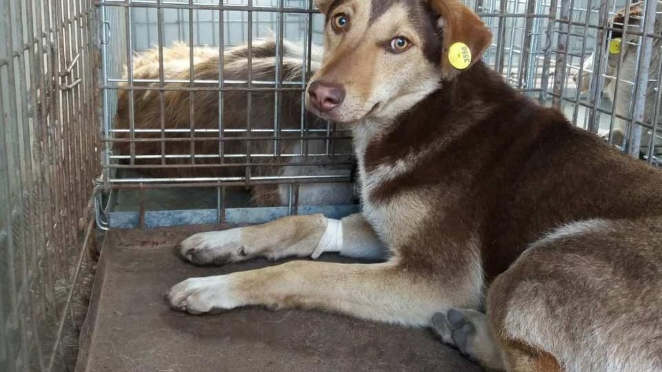 У Коростені розпочнуть безкоштовну стерилізацію безпритульних собак: містян просять повідомляти про тварин