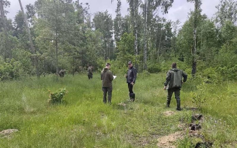 У Коростенській громаді виявили незаконну порубку: міськраді пред’явлено претензію на понад 1,6 млн грн