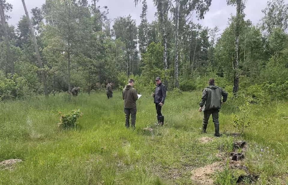 У Коростенській громаді виявили незаконну порубку: міськраді пред’явлено претензію на понад 1,6 млн грн