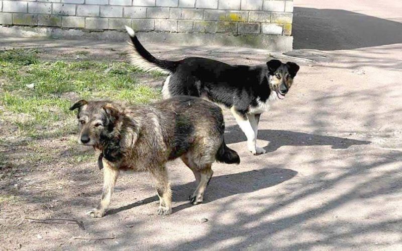 У Коростені тиждень стерилізуватимуть безпритульних тварин