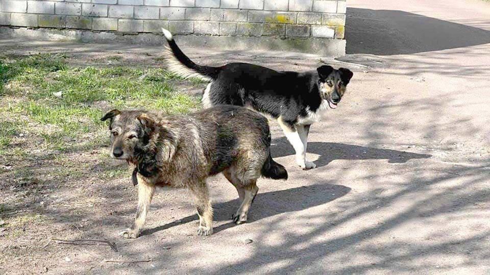 У Коростені тиждень стерилізуватимуть безпритульних тварин