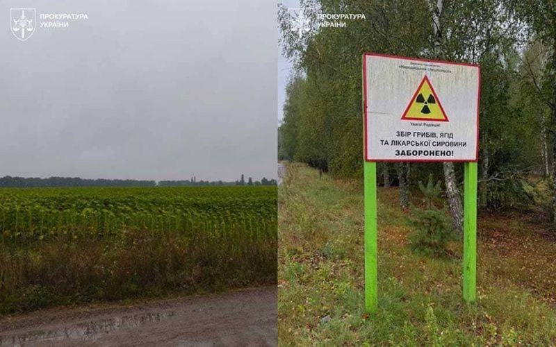 Вирощували соняшник у радіоактивній зоні на території Народиччини – справу підприємливих “ділків” передали до суду