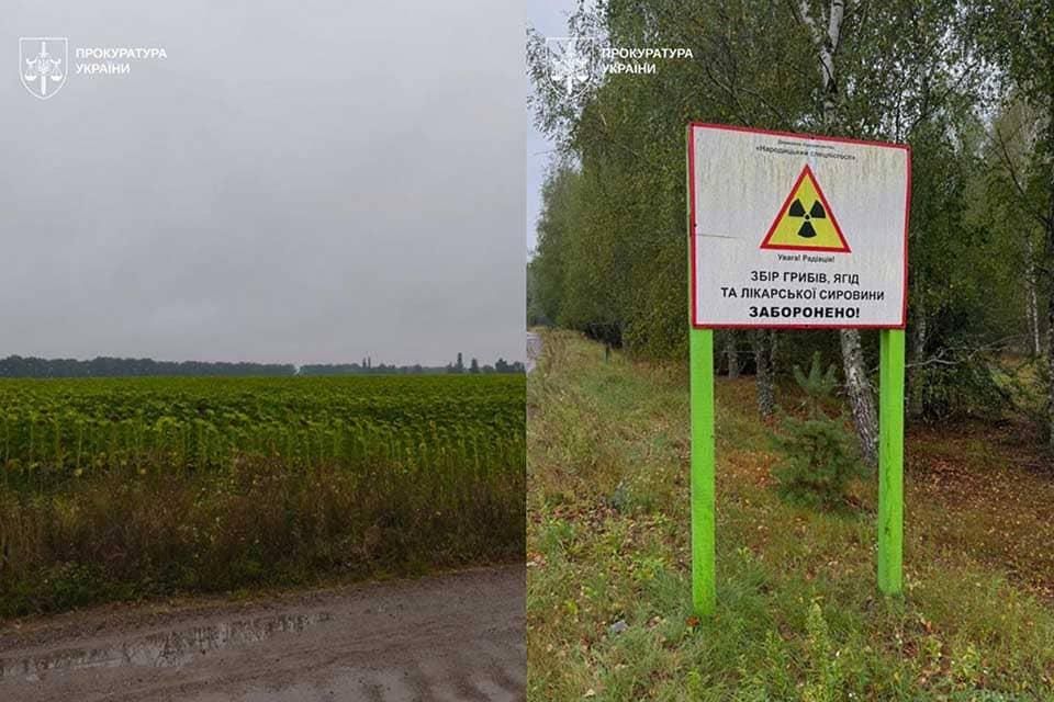 Вирощували соняшник у радіоактивній зоні на території Народиччини – справу підприємливих “ділків” передали до суду