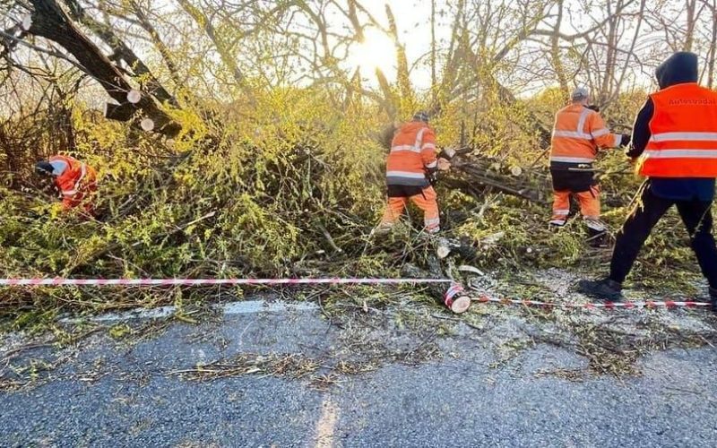 На Житомирщині сильний вітер знеструмив населені пункти та повалив дерева