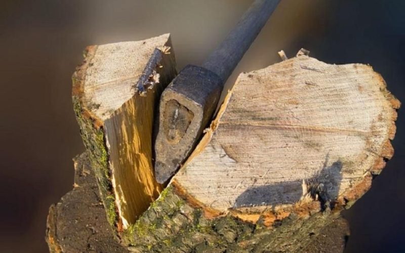 Жителя Коростеня судитимуть за незаконну порубку та перевезення дерев: заподіяну шкоду оцінили у 90 тис. грн