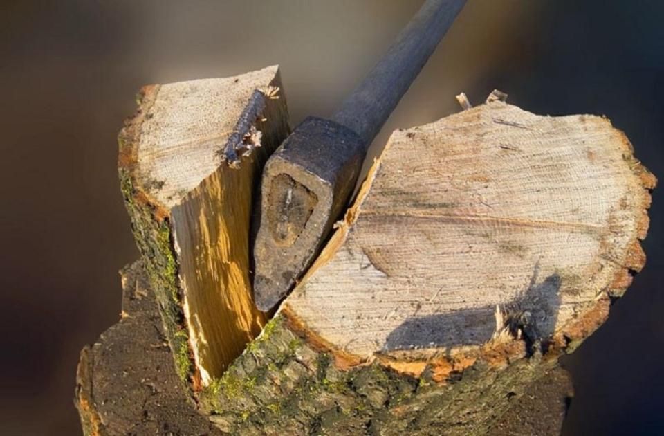 Жителя Коростеня судитимуть за незаконну порубку та перевезення дерев: заподіяну шкоду оцінили у 90 тис. грн