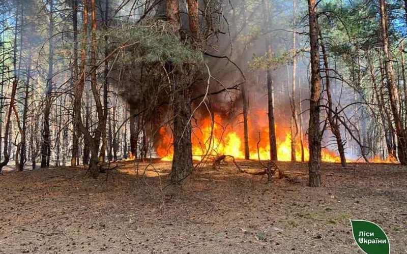 У Словечанській громаді вогонь знищив 36 гектарів лісу