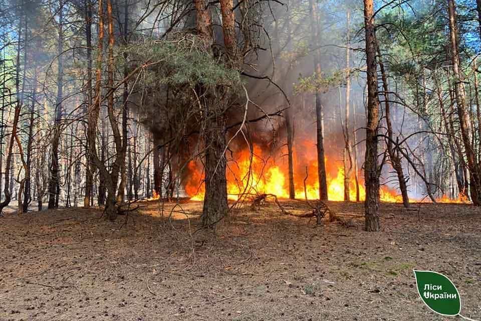 У Словечанській громаді вогонь знищив 36 гектарів лісу