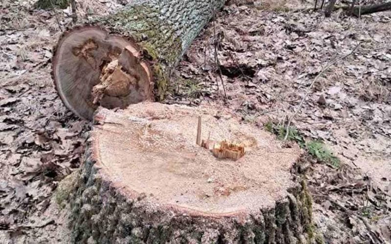 Словечанській сільській раді компенсували майже 2 млн грн за незаконну порубку дерев