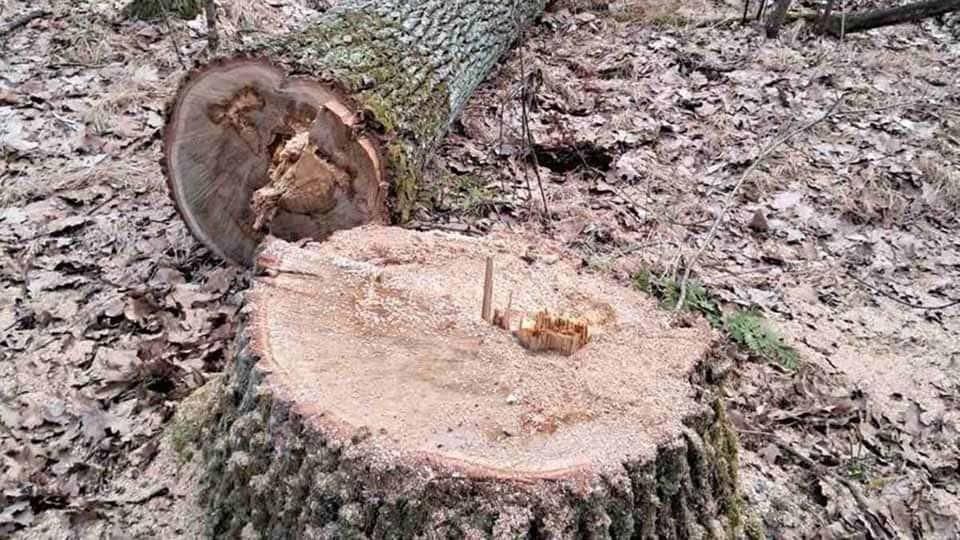 Словечанській сільській раді компенсували майже 2 млн грн за незаконну порубку дерев