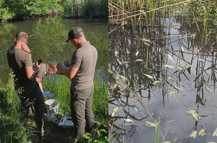 У Малинській громаді масово загинула риба в річці Ірша: фахівці відібрали проби води