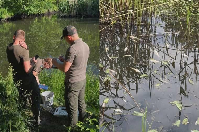 У Малинській громаді масово загинула риба в річці Ірша: фахівці відібрали проби води
