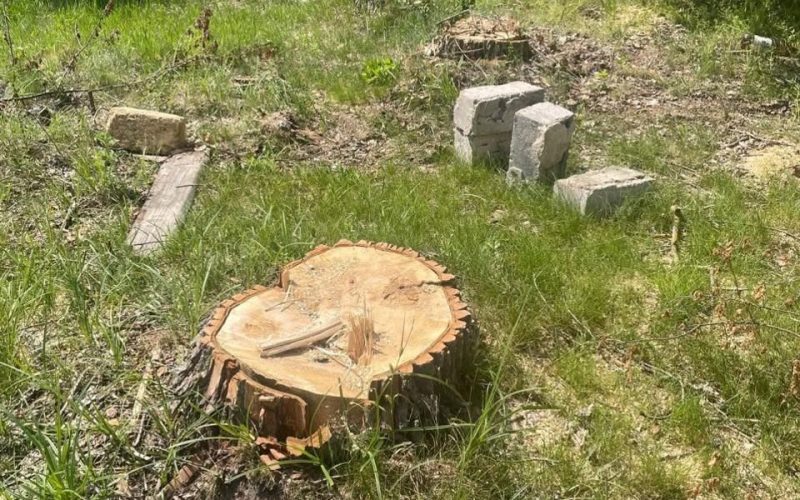 У селі Коростенського району зафіксували незаконну вирубку тополь: сума збитків – близько 33 тис. грн