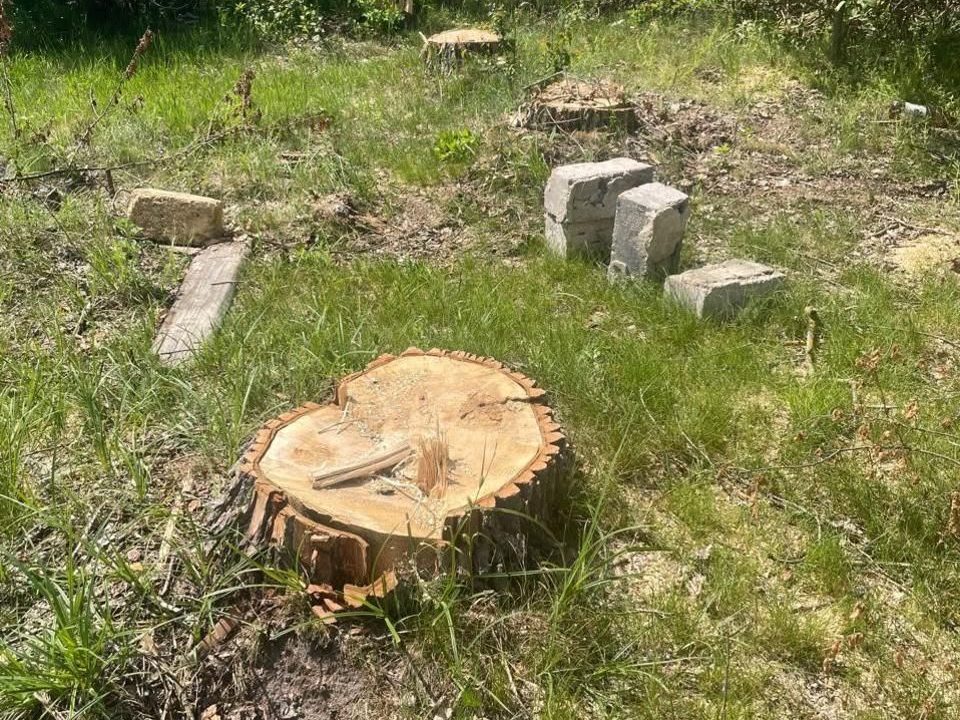 У селі Коростенського району зафіксували незаконну вирубку тополь: сума збитків – близько 33 тис. грн