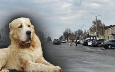 Всю весну пролежала не встаючи: у Малині суд розглядає справу містянки, на яку на вулиці напав пес та покусав