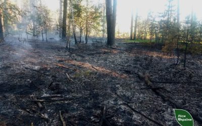 Дронова атака спричинила лісові пожежі на Коростенщині та в сусідніх надлісництвах