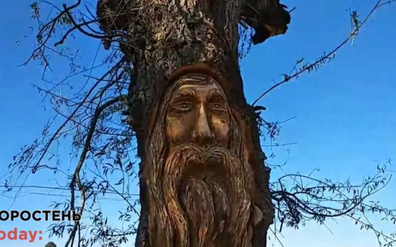 На Коростенщині чоловік “прикрашає” химерами дерева