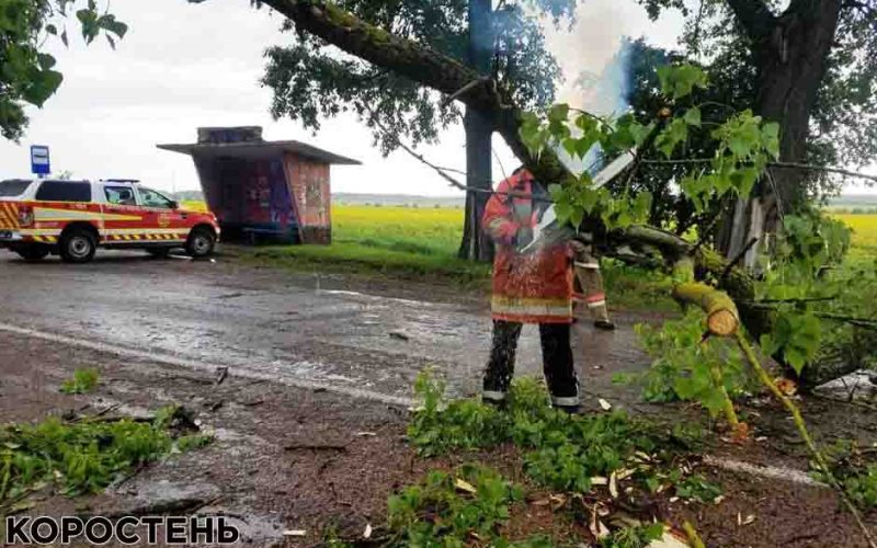 У Коростенському районі на дорогу впало дерево й заблокувало рух