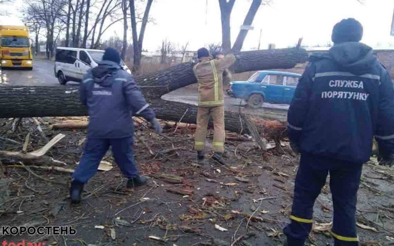 На автодорозі між Коростенем і Народичами впало дерево та перекрило частину траси