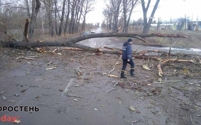 У Коростені на дорогу впало дерево та перекрило рух транспорту ?ФОТО