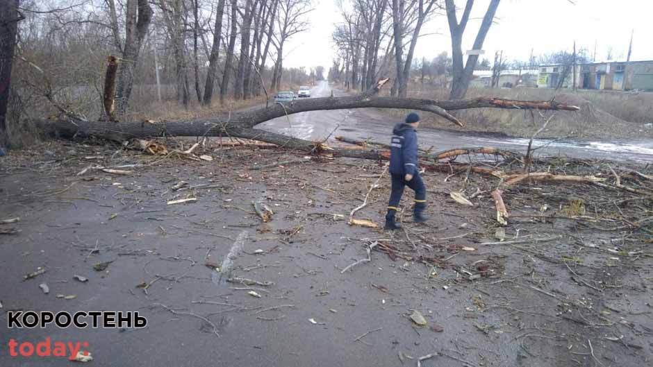 У Коростені на дорогу впало дерево та перекрило рух транспорту ?ФОТО