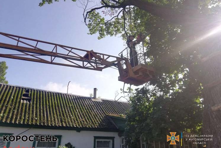 На трасі Київ-Ковель в Коростенському районі рятувальники прибирали повалене дерево ?ФОТО