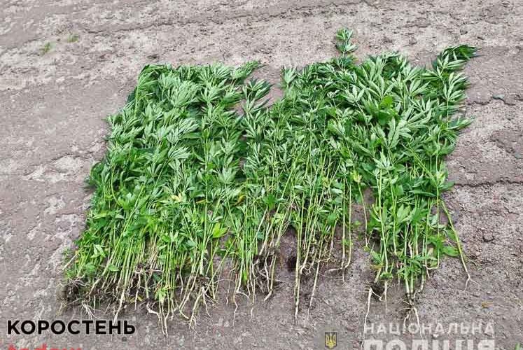 У селі Лугинської громади поліцейські виявили “плантацію” конопель у 56-річної жінки, у її сусідки – трішки