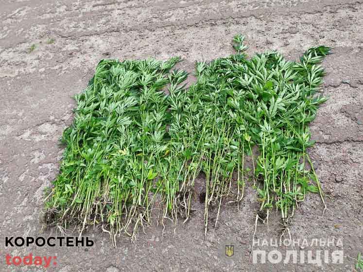 У селі Лугинської громади поліцейські виявили “плантацію” конопель у 56-річної жінки, у її сусідки – трішки